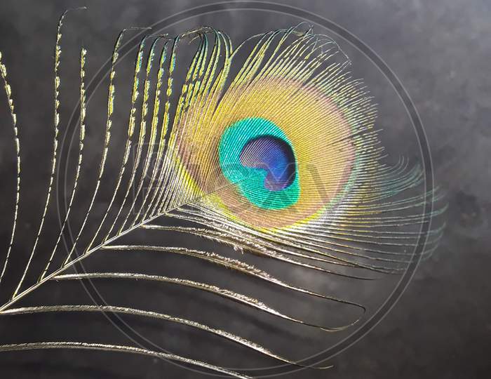 Image of Peacock feather with a black background-RH756209-Picxy