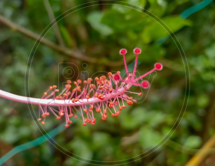 Pistil Of Red Hibiscus Flower