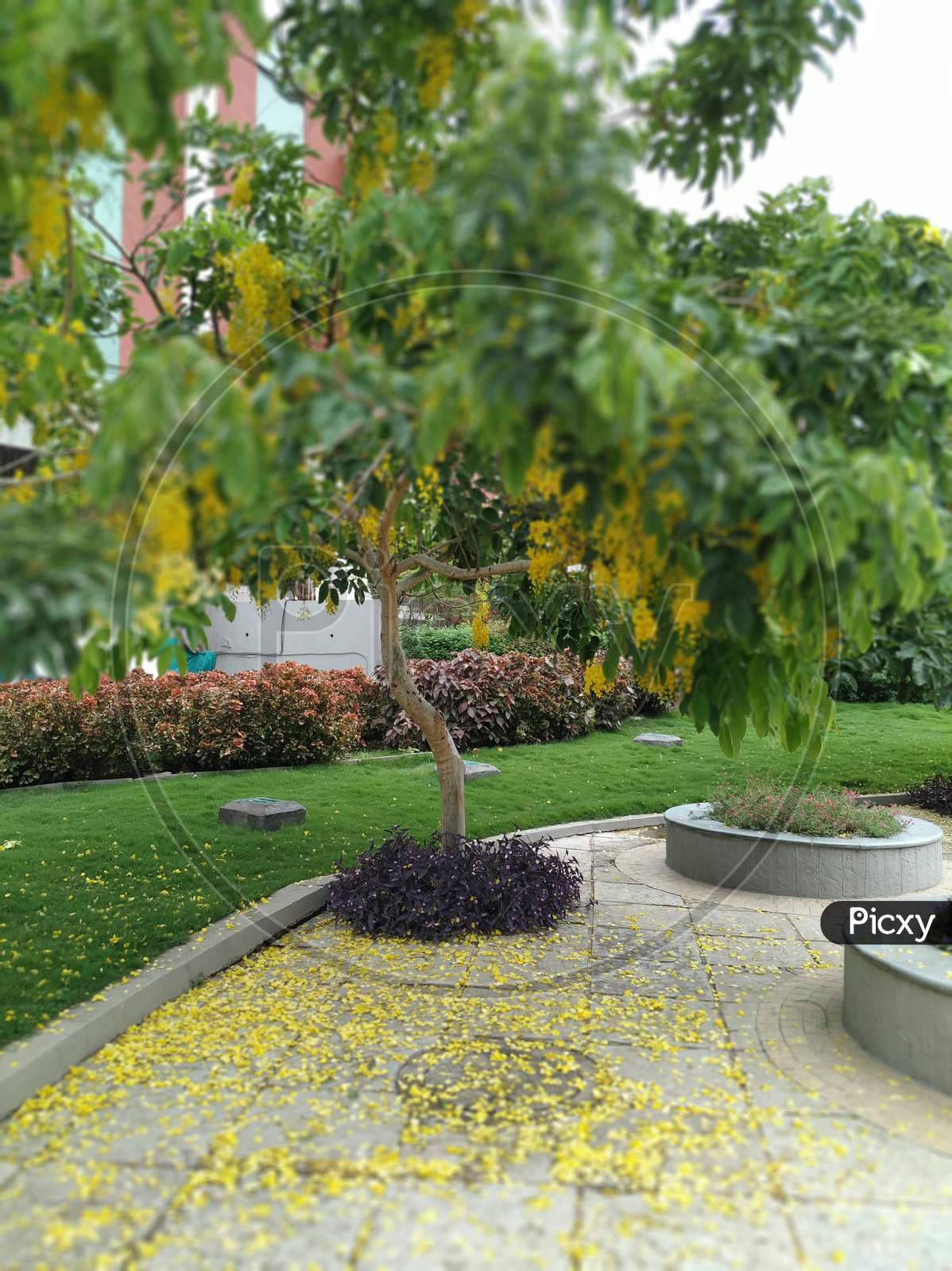 Yellow leaves and hanging flowers during golden hour. Cassia fistula, aka golden shower, purging cassia, Indian laburnum, or pudding-pipe tree.