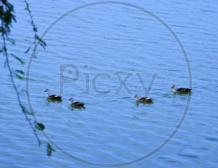 Duck on water scene. Duck water. Duck swim. Ducks swimming water Duck in the River/Lack at Kutch, Gujarat, India