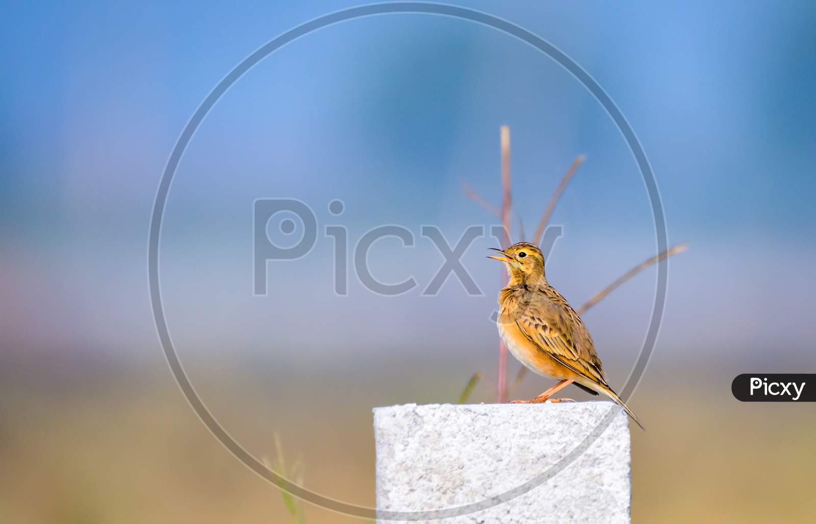Paddyfield Pipit Stting On White Pillar And Calling