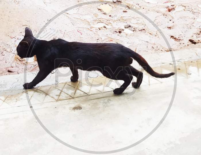 Black cat walking on the floor outside of the home baranda