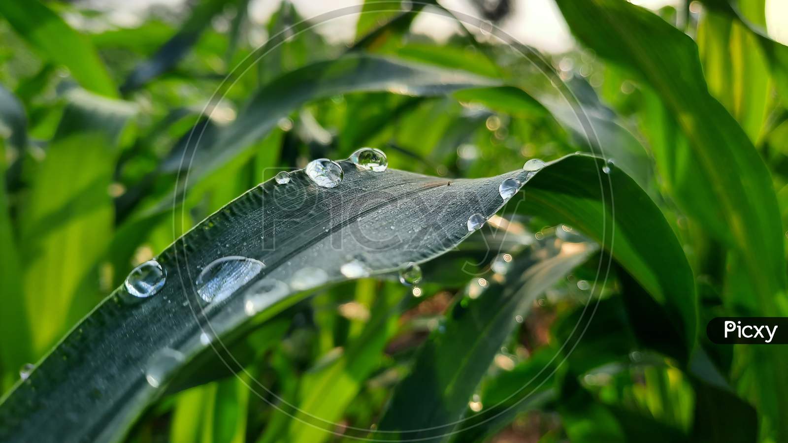 Closeup Of Water Drops On Green Leaves In A Field At Sunrise