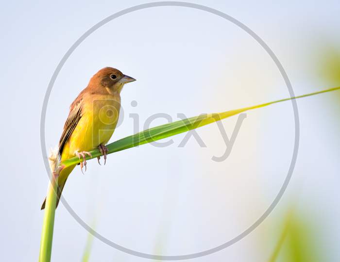 Red-Headed Bunting Perched On Reed
