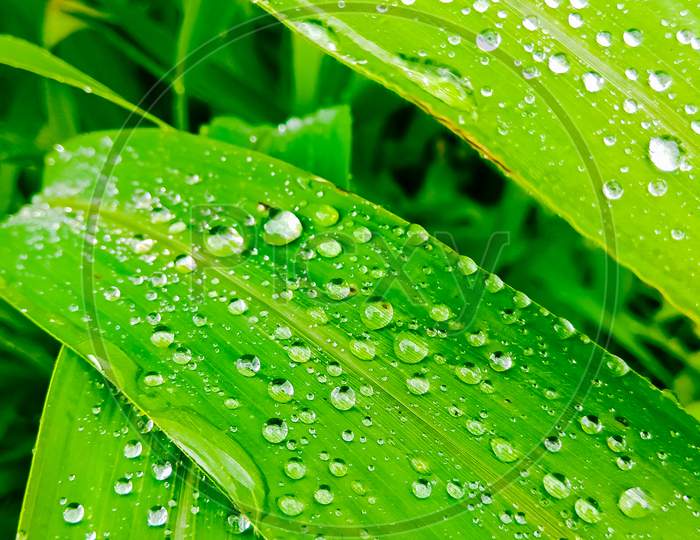 image of rain drops on green leaf