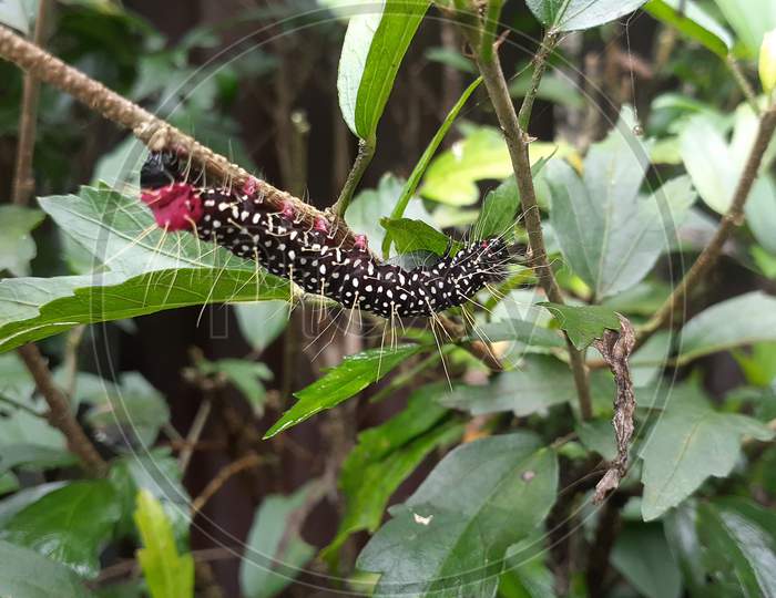 Summer caterpillar