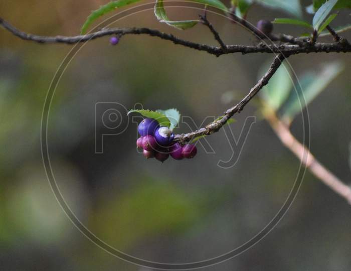 Blue Wild Berry In Jungle