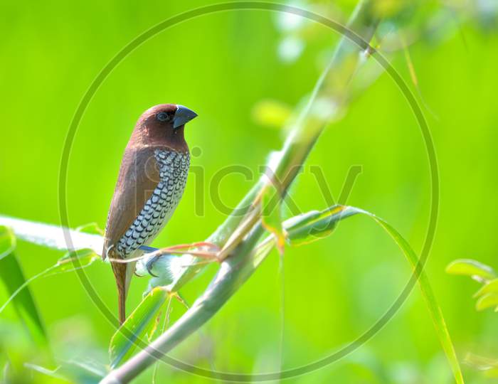 Scaly-Breasted Munia Sitting On Green Plant