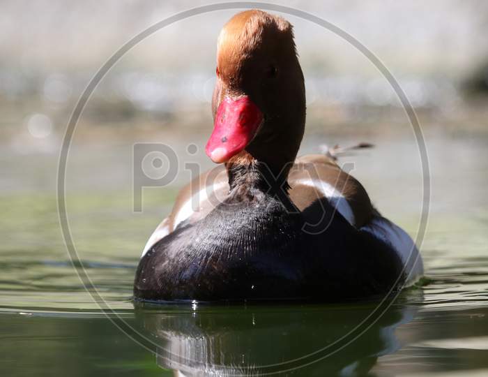 Red Crested Pochard Duck, Netta Rufina, Is A Large Diving Duck Found In Lowland Marshes