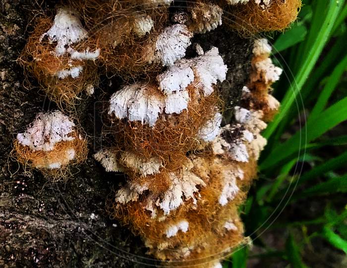Mushroom Terrestrial Plant Vegitable Uttar Pradesh India