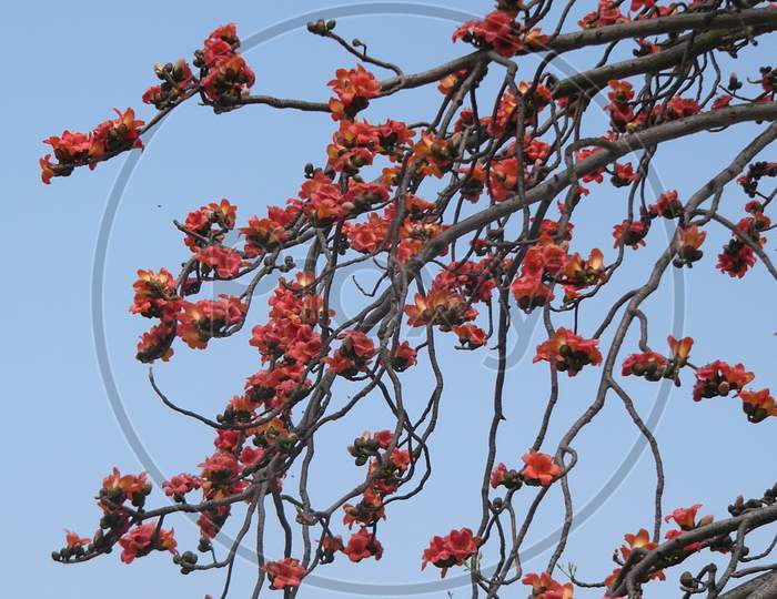 Common Bombax，Cotton Tree，Silk-cotton Tree、Malabar Bombox