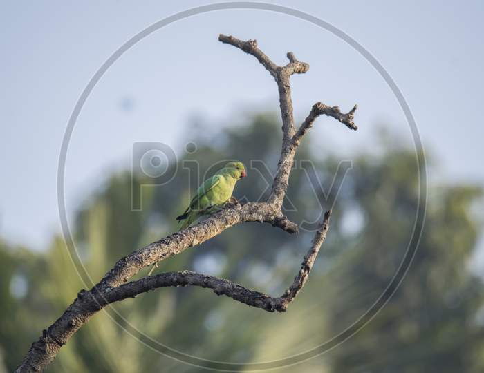 A Wild Bird On The Tree Branch At Morning Light .
