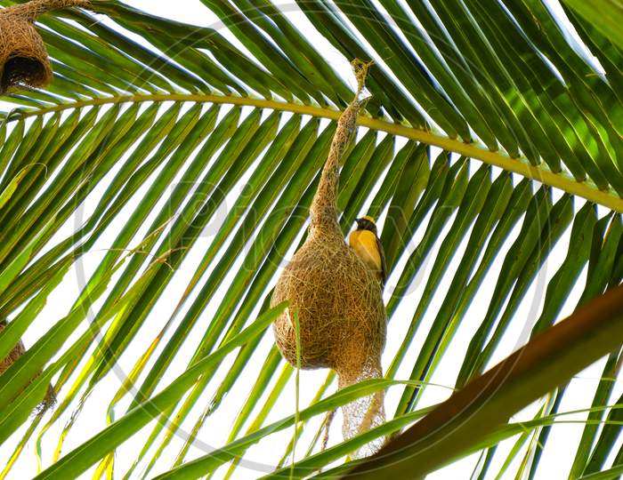 Weaver Bird Isolated On Beautiful Nest In Palm Tree