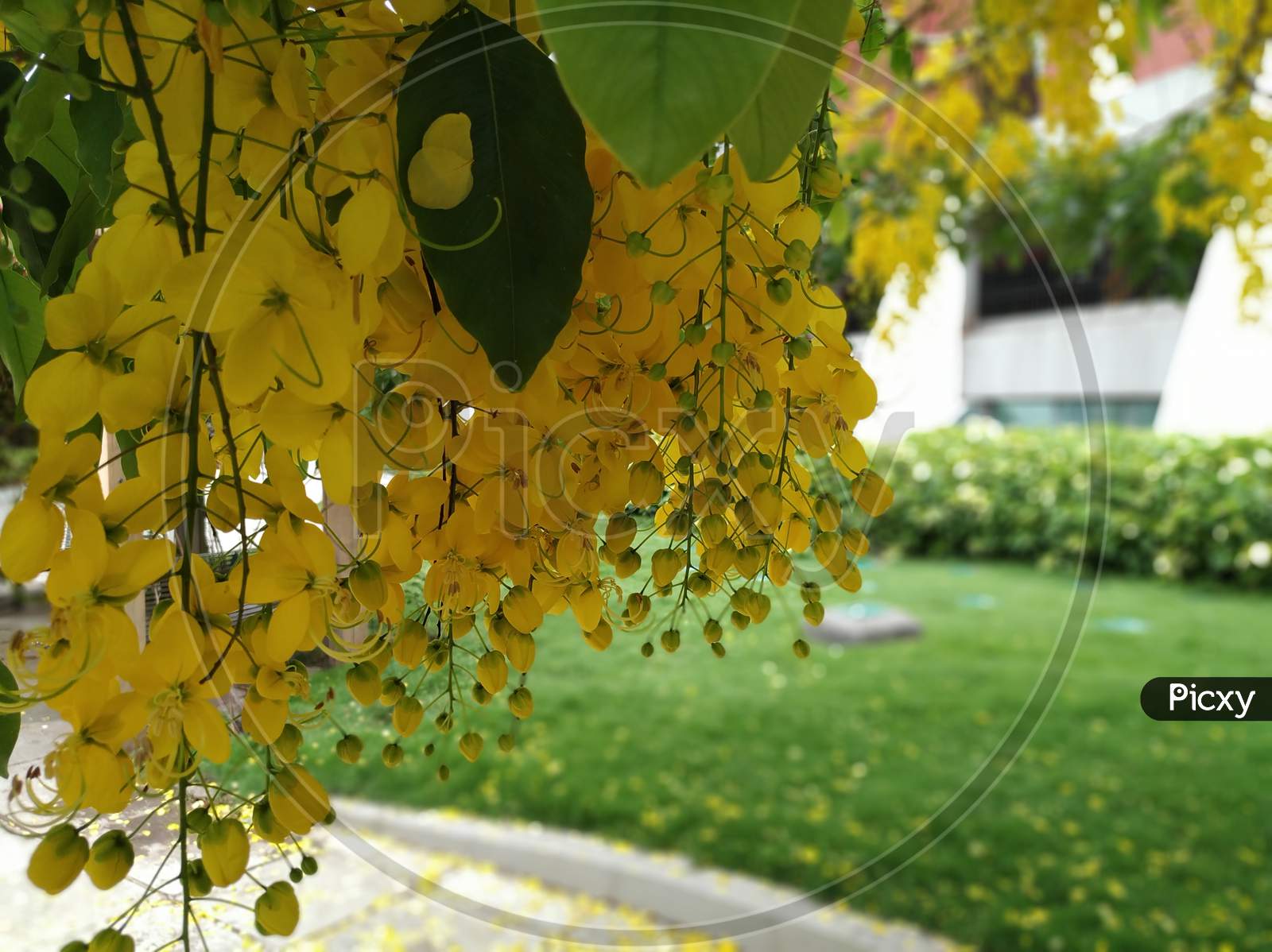Yellow leaves and hanging flowers during golden hour. Cassia fistula, aka golden shower, purging cassia, Indian laburnum, or pudding-pipe tree.