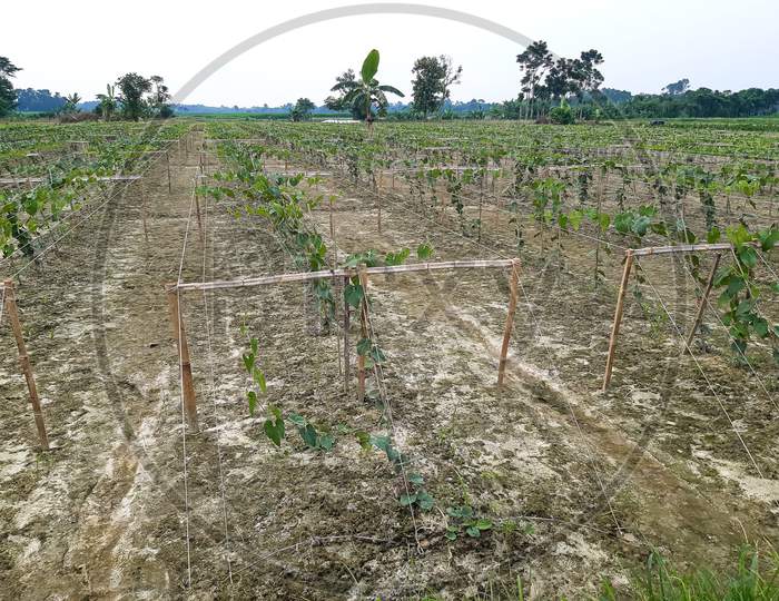 Beds Have Been Made On The New Parwal Cultivation Land And Parwal Trees Are Slowly Rising To The Top.