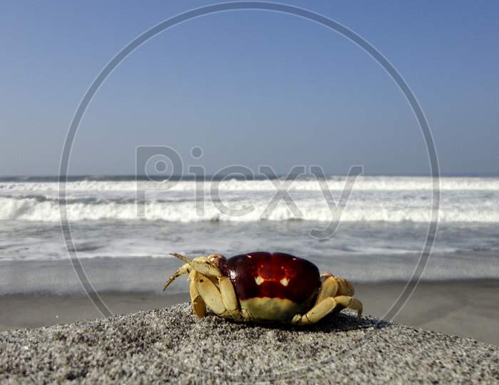 A best shot of sea crab near water body