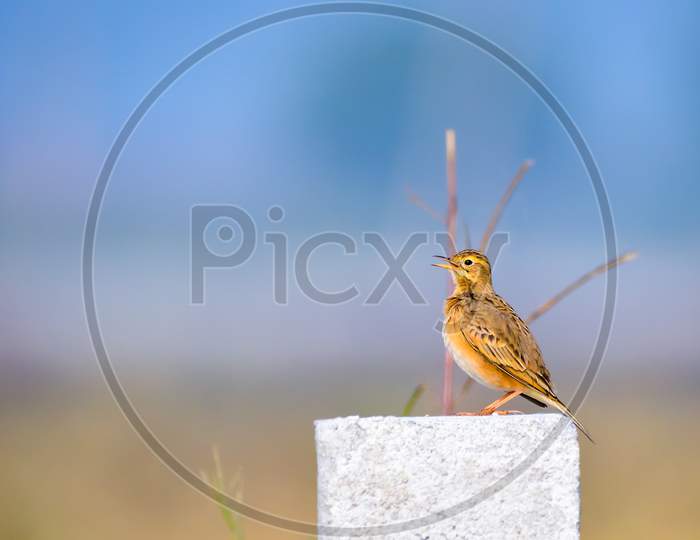 Paddyfield Pipit Stting On White Pillar And Calling