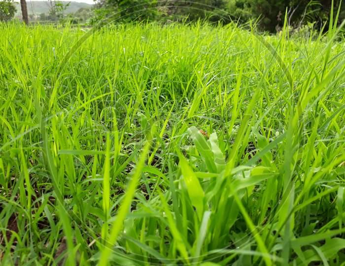 Close up of fresh thick green grass background