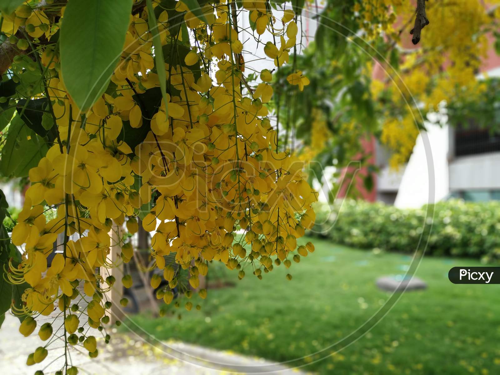 Yellow leaves and hanging flowers during golden hour. Cassia fistula, aka golden shower, purging cassia, Indian laburnum, or pudding-pipe tree.