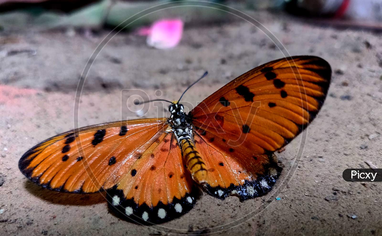 Beautiful Orange With Black Spot Butterfly Acraea Terpsicore