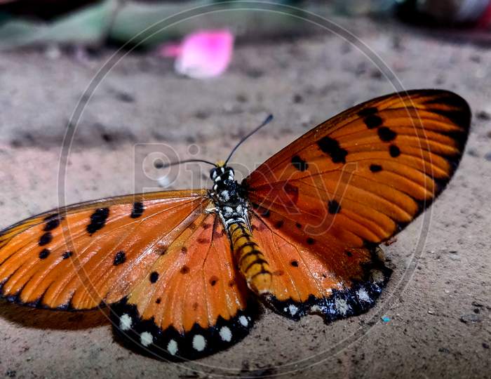 Beautiful Orange With Black Spot Butterfly Acraea Terpsicore