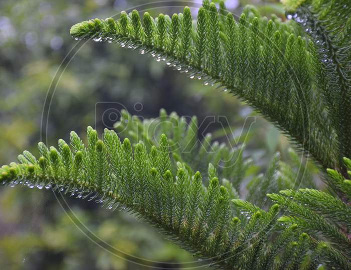 Green Fern And Other Plants And Leaves Vegetation On The Walls Of A Rain Forest