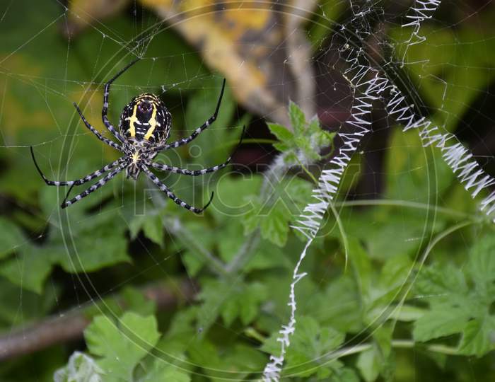 The Spider Weaves Its Net Among The Green Plants