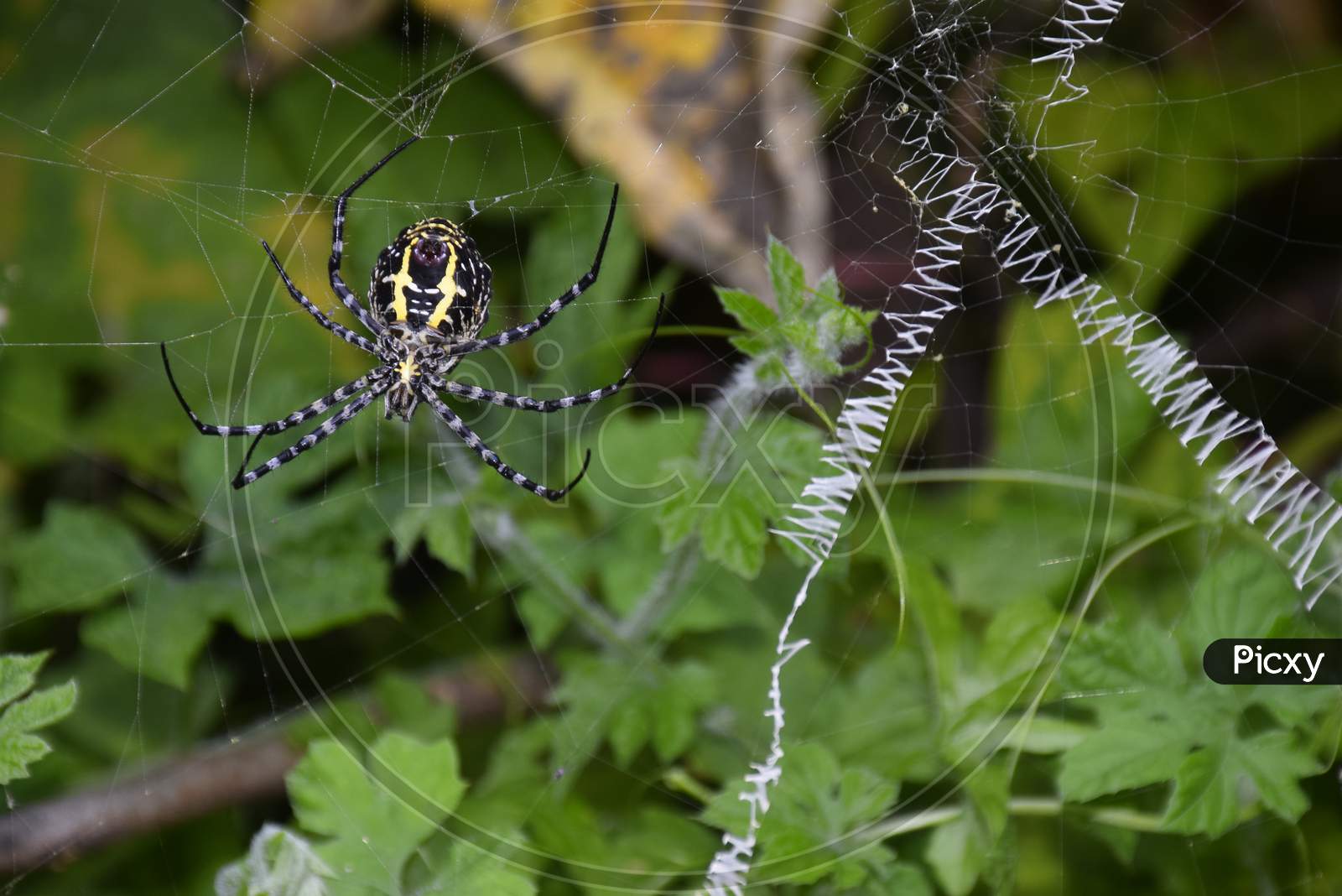 The Spider Weaves Its Net Among The Green Plants