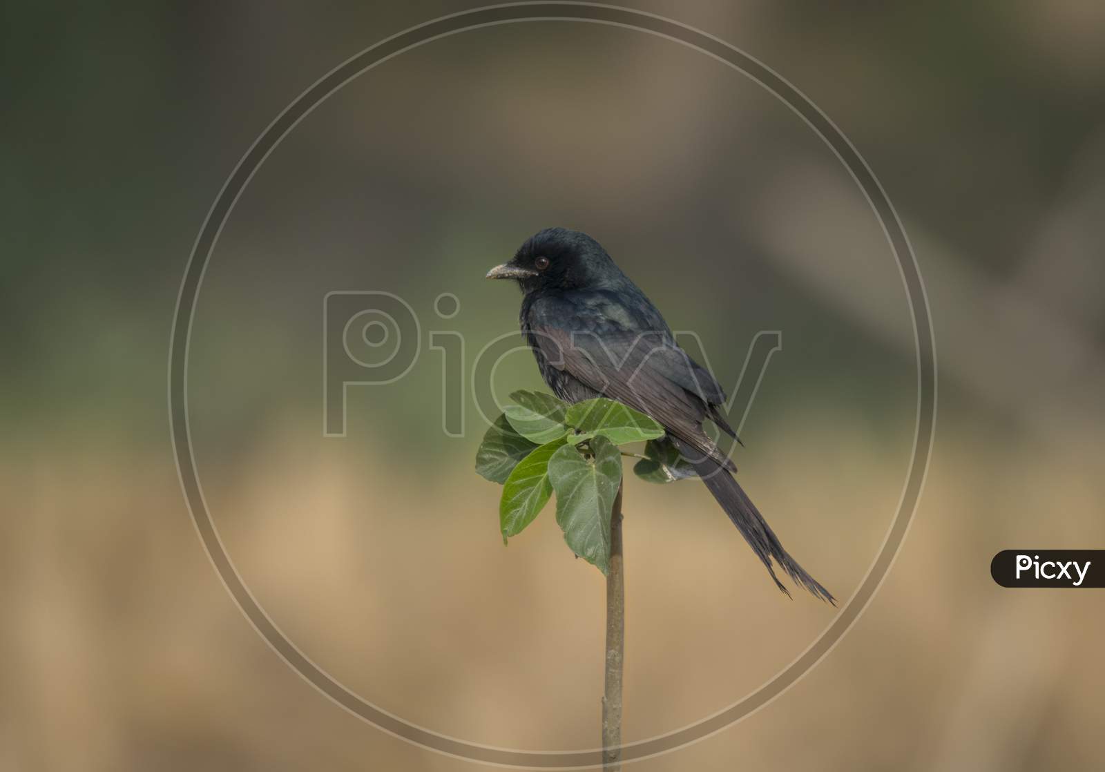 A Wild Black Bird In Open Perch At Grassland .