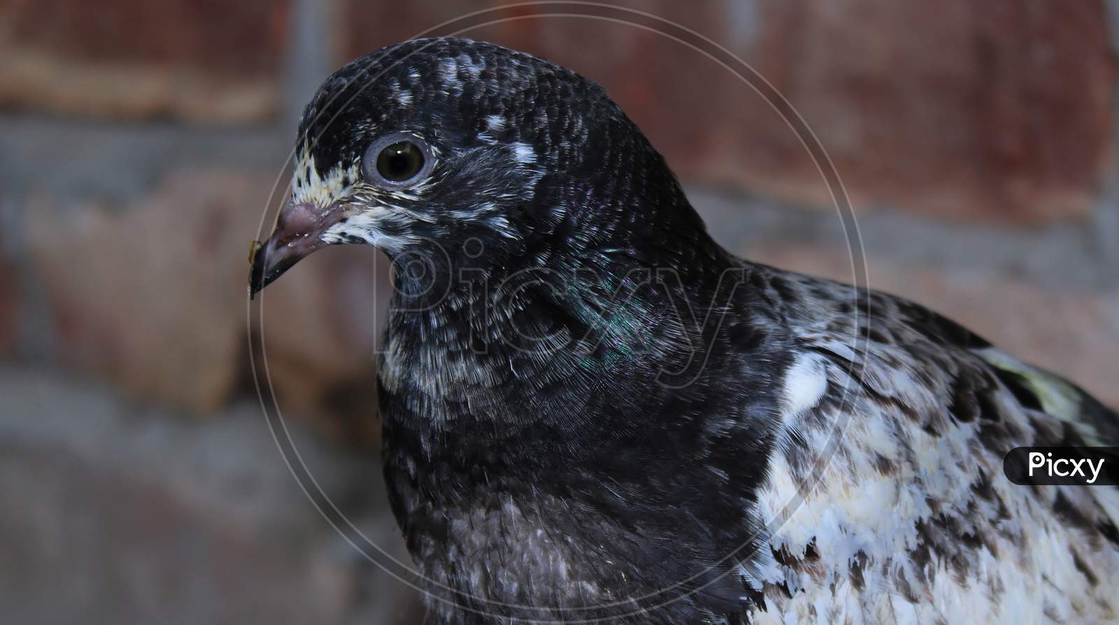 Closeup pigeon bird photo