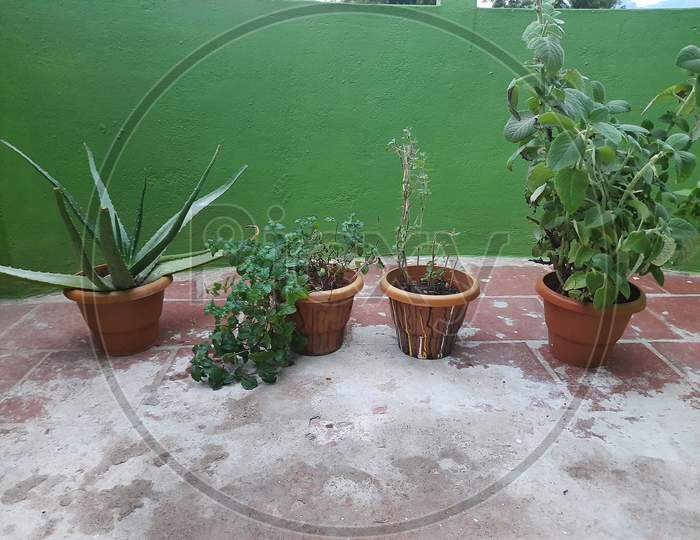 Plants on home terrace