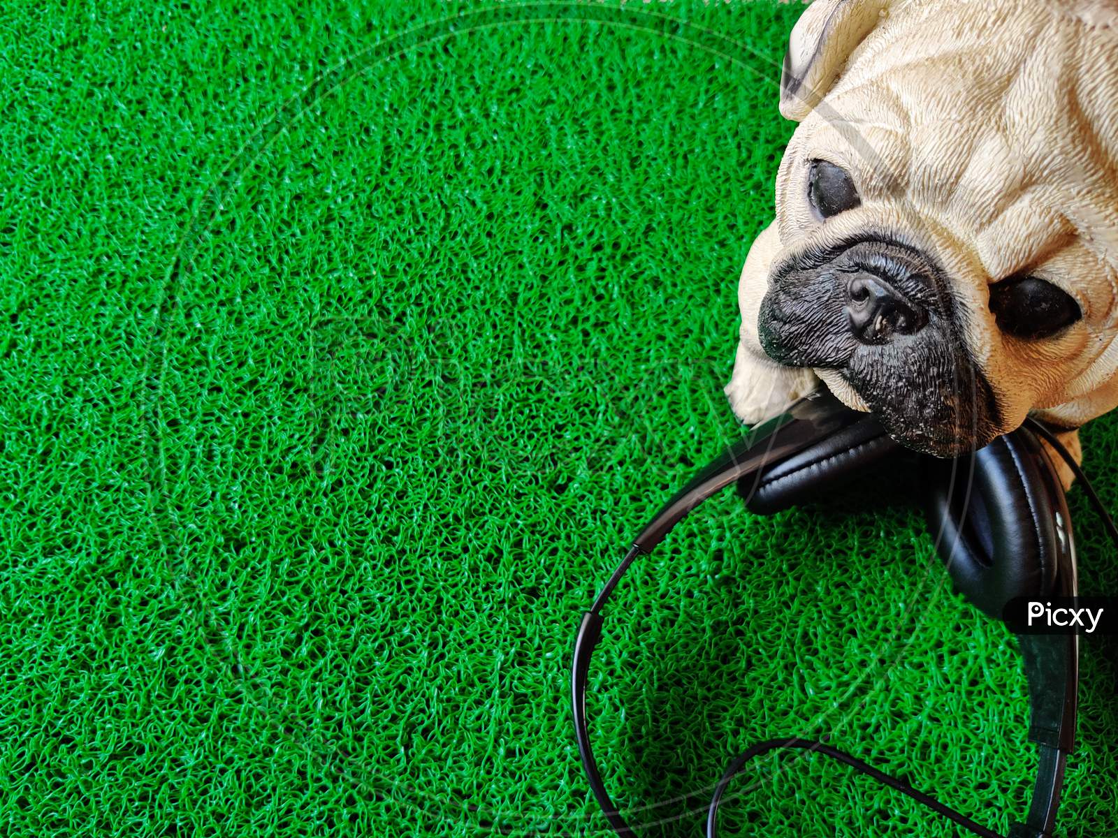 Portrait Of Pug Dog With Black Color Headphone. Isolated On Green Background.