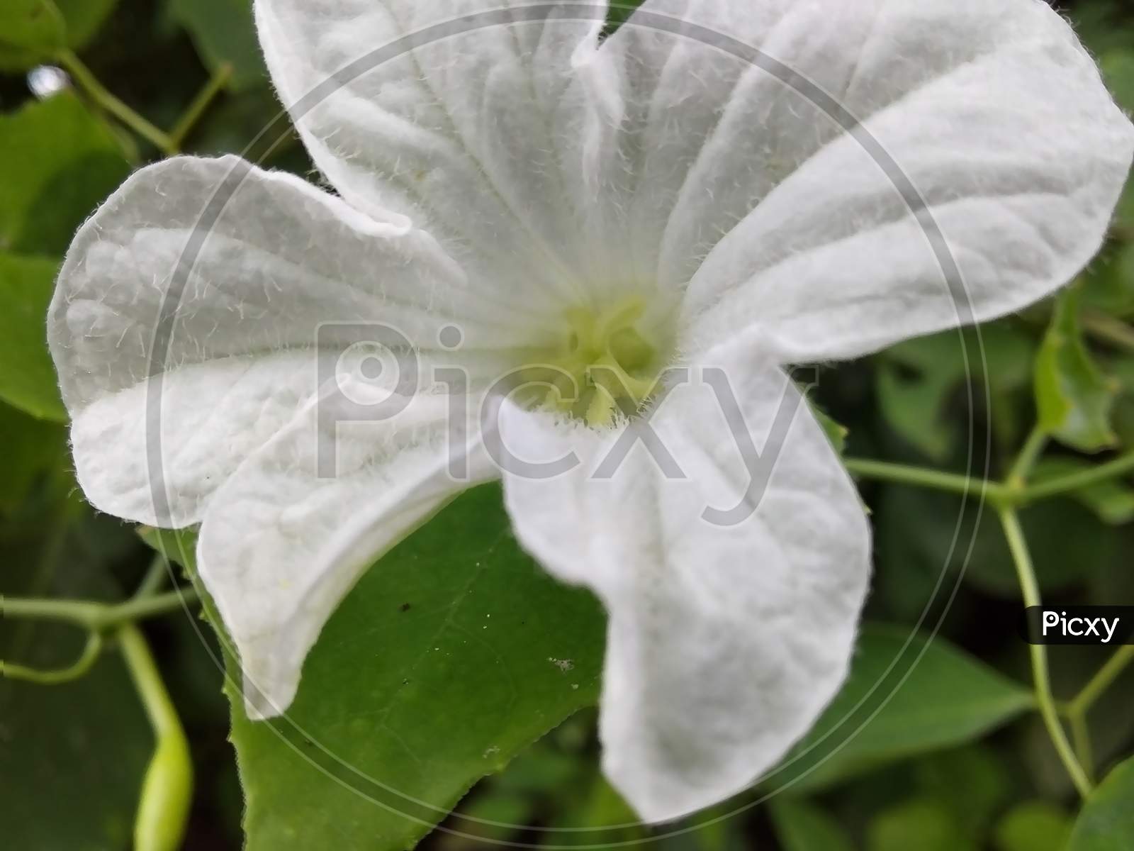 white flower with dew drop