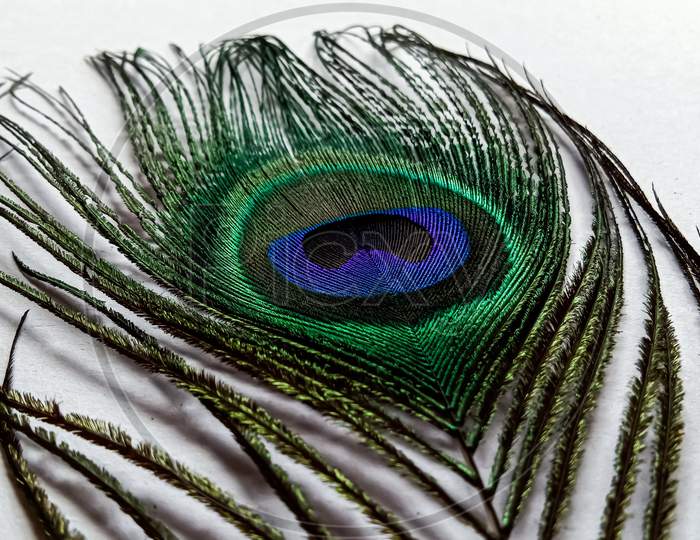 A awesome peacock feather.