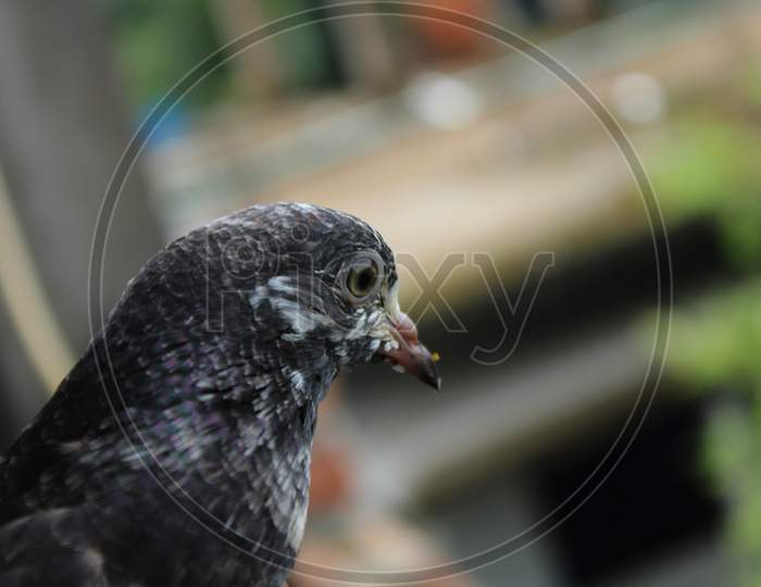 Pigeon bird photo capture from Bangladesh