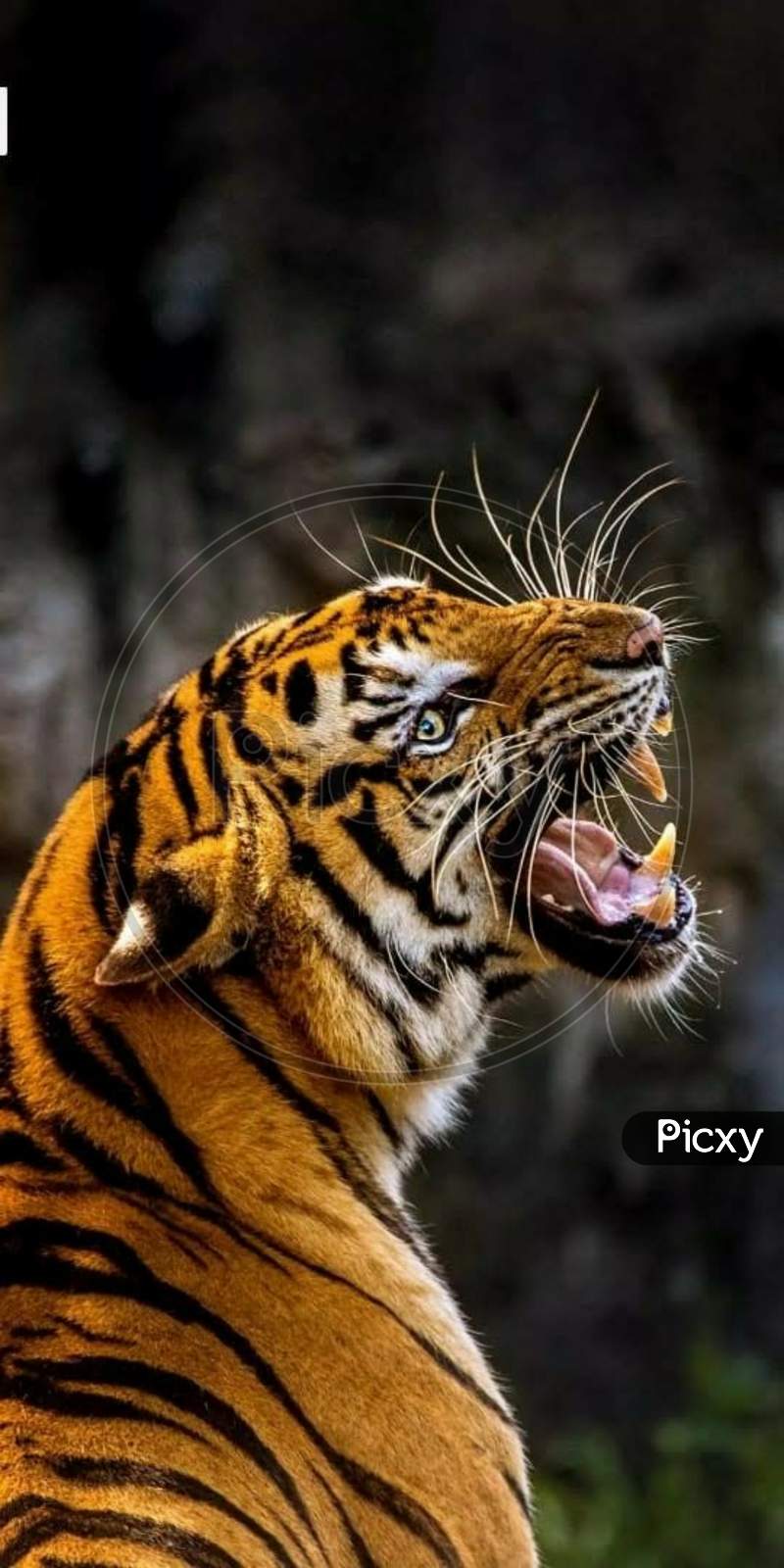 Image of yellow tiger is opening mouth-BH782956-Picxy
