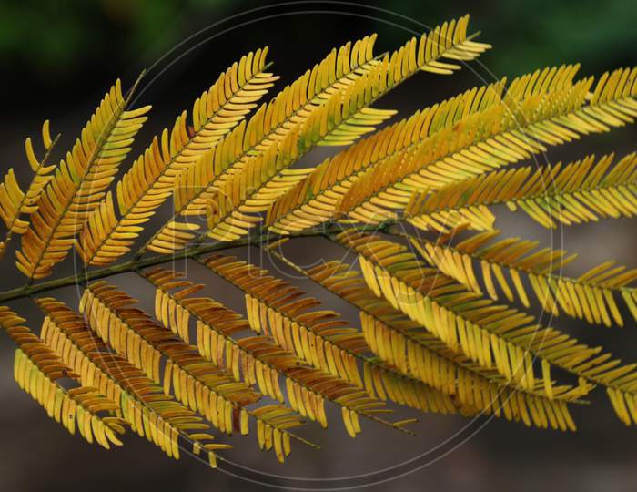 Tree leaf natural blur background