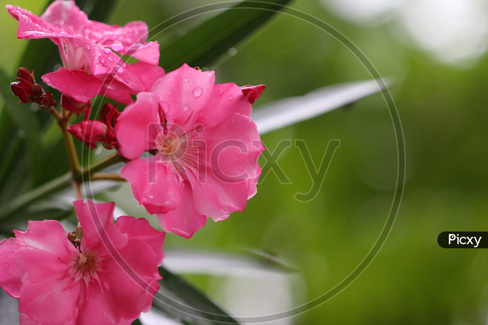 Pink Oleander Flower Soaked In Rain