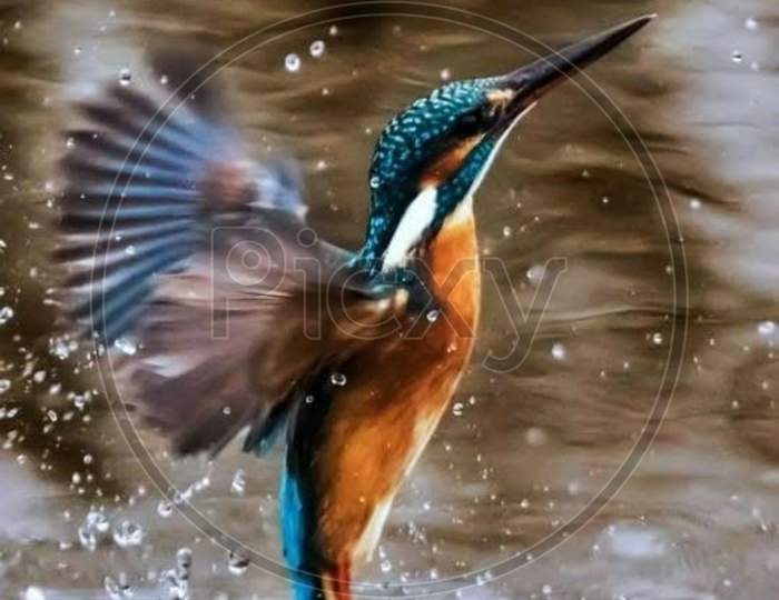 kingfisher is flying over the  river