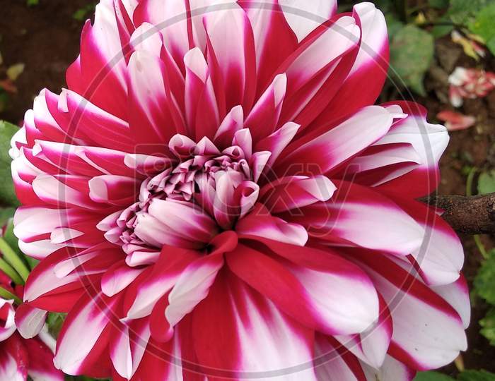 Red and white mixed dhalia