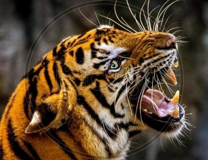 yellow tiger is opening mouth
