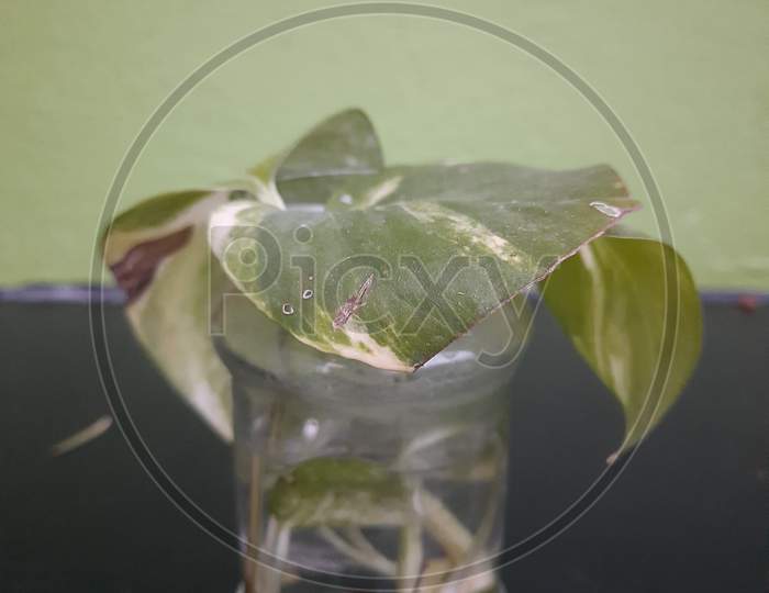 Growing plants on glass bottle