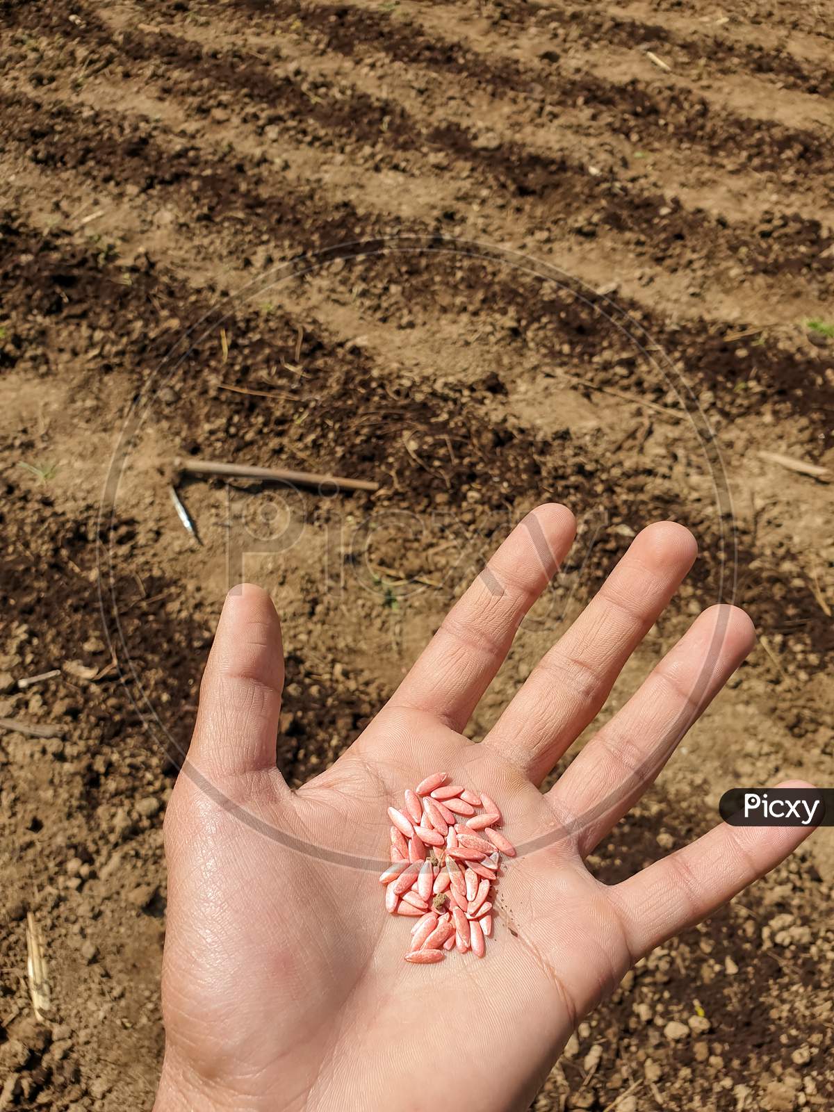 Photo of cucumber seeds in human hand - Sowing cucumber in the farm in hilly area of Himachal Pradesh, India