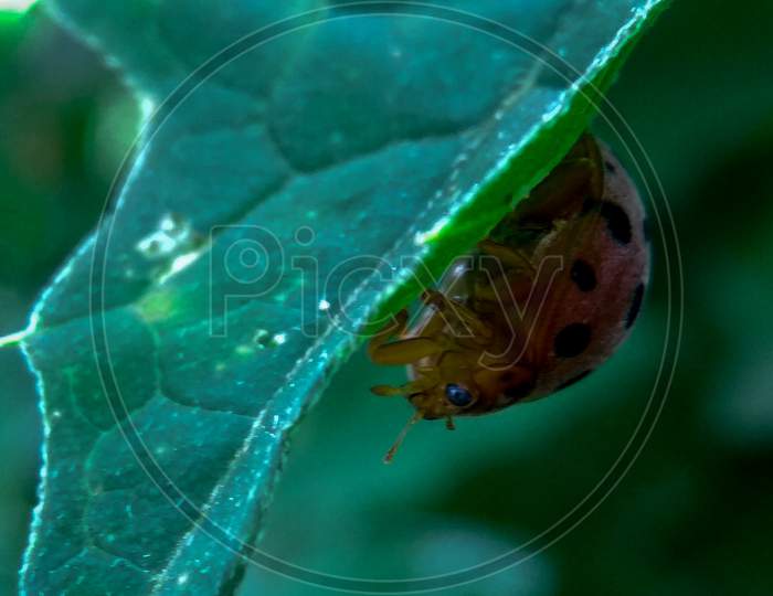 Ladybug beetle under a leaf surface