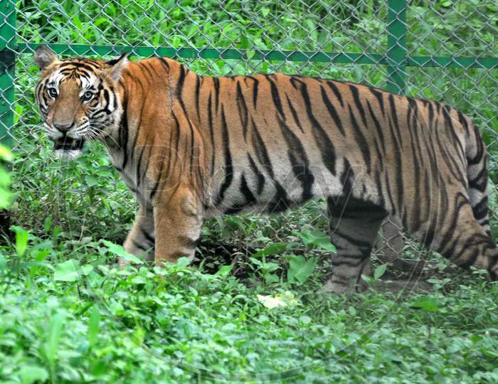 A Tiger is seen Inside Its Enclosure At the Assam State Zoo-Cum-Botanical Garden On The Occasion of International Tiger Day In Guwahati On July 29, 2020.
