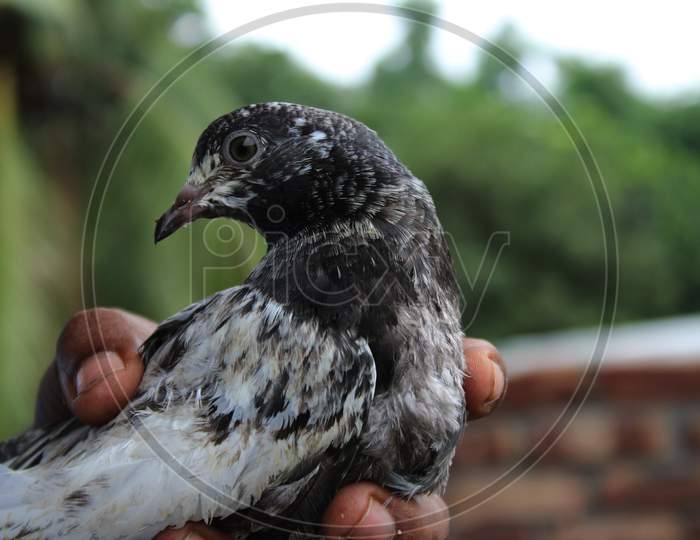 Pigeon bird photo capture from Bangladesh.