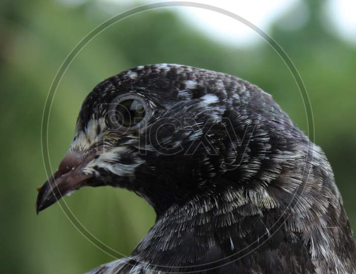 Closeup pigeon bird eye photo capture.