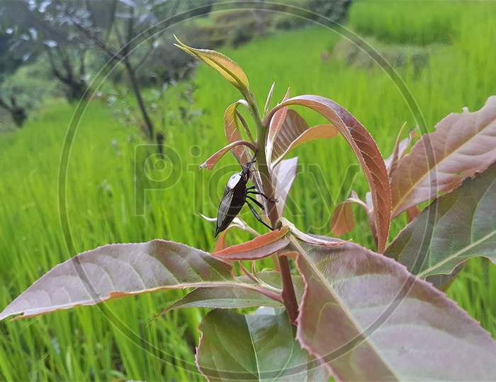 insect eating leaves