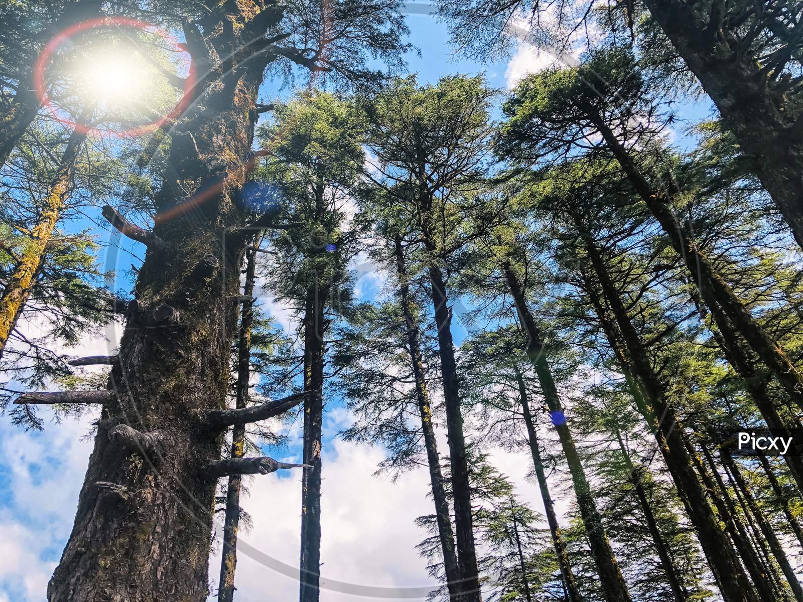 Sunshine and trees in parks Uttarakhand