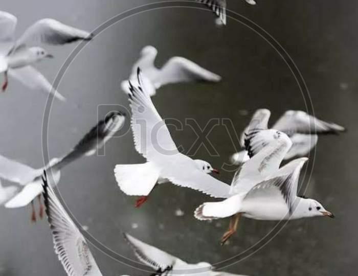 white birds are flying together in the air